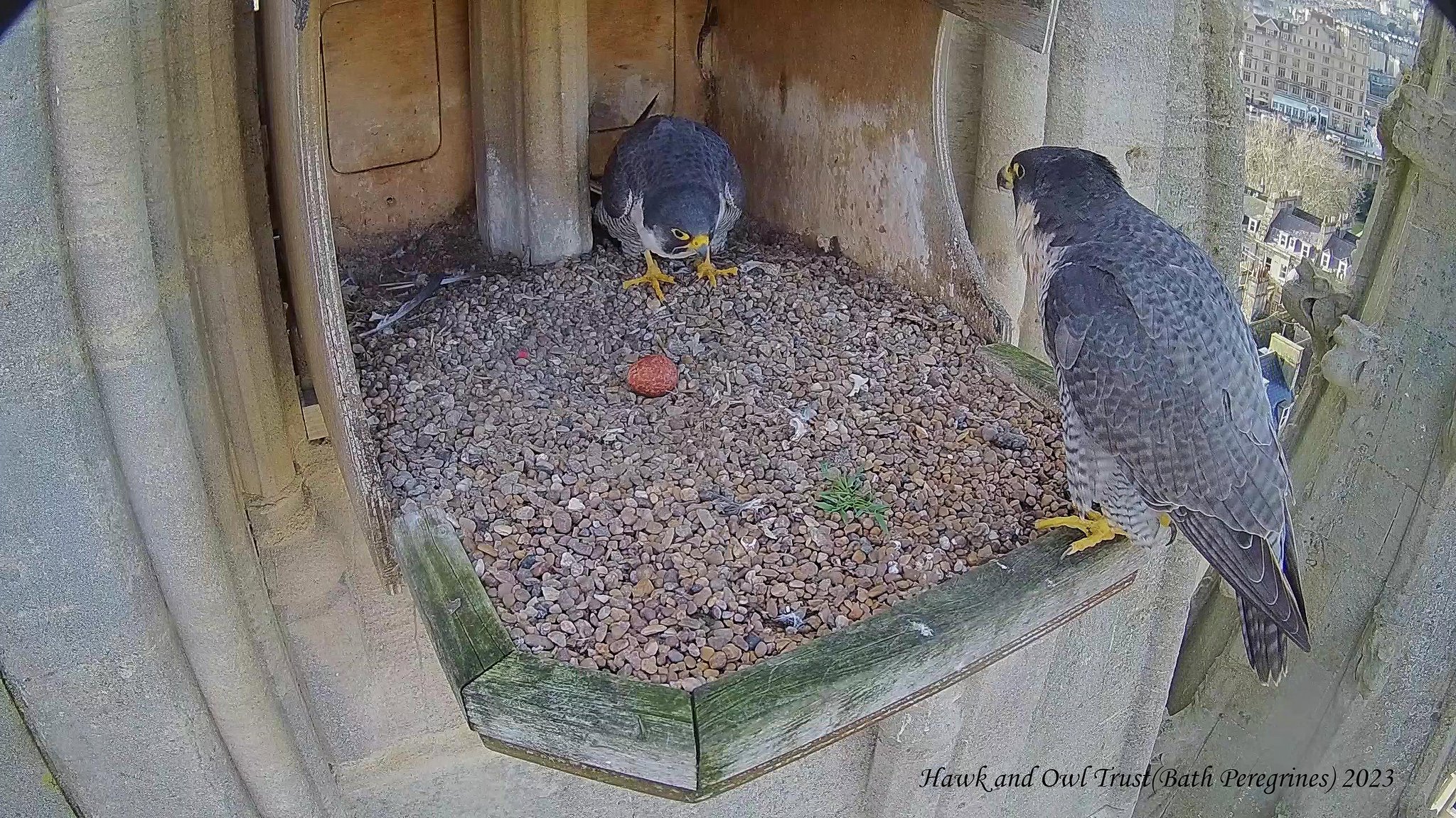 Bath Peregrines on Twitter: "We have our first 2023 egg at Bath. With ...