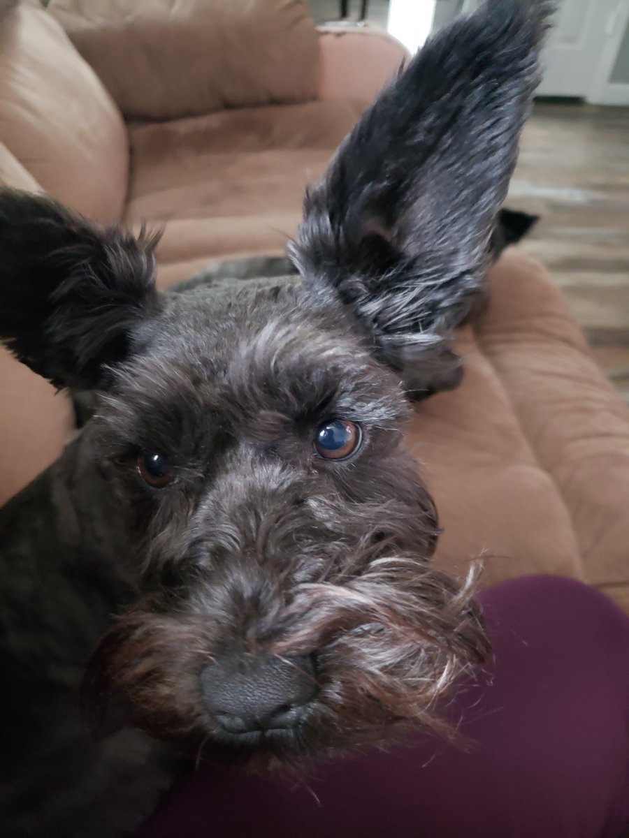 km_chocolate16's tweet photo. She's always in my face #love https://t.co/Hv5GBlstvd