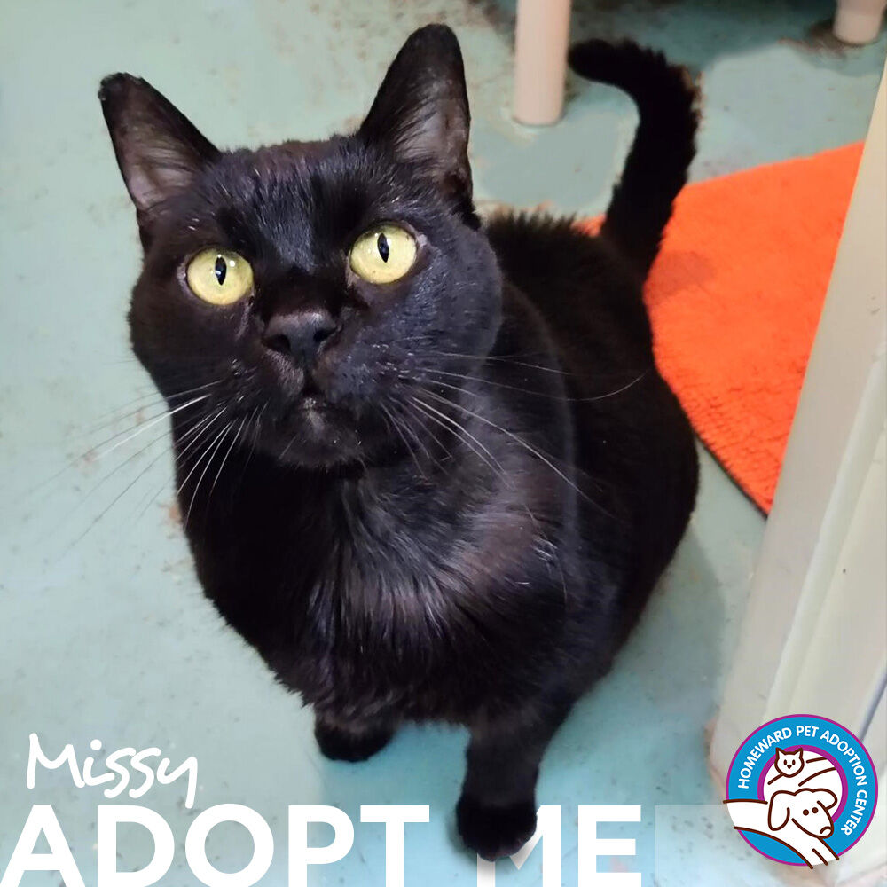 We all love Missy!
Missy is marvelous! This 12-year-old sweetheart is all about the pets, love, and even play. Missy is as sweet as they come and enjoys snuggles, cheek scritches and brushing. 

Does she sound purr-fect to you?  Apply today >>> bit.ly/hpac-missy