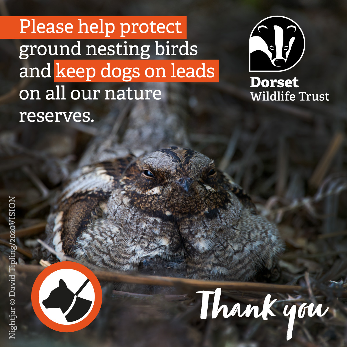 DorsetWildlife's tweet image. Did you know that even the friendliest of dogs can threaten our wildlife? 💔 With bird breeding season around the corner, we're asking people to keep their dogs on leads until 31 July to protect our most vulnerable species, like ground-nesting birds. bit.ly/3J2xgSI ~Jack