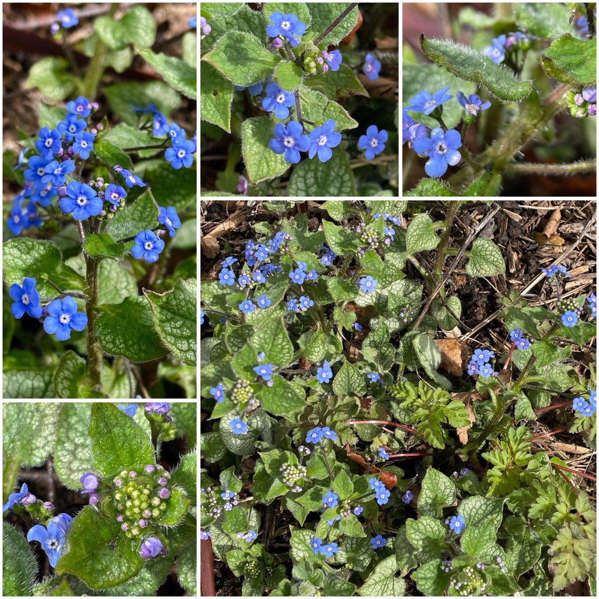 frdvil's tweet photo. Brunnera ‘Jack Frost’ in bloom.
Gorgeous tiny blue flowers scattered around the pretty future leaves.
#brunnera https://t.co/9idh2P0wMJ