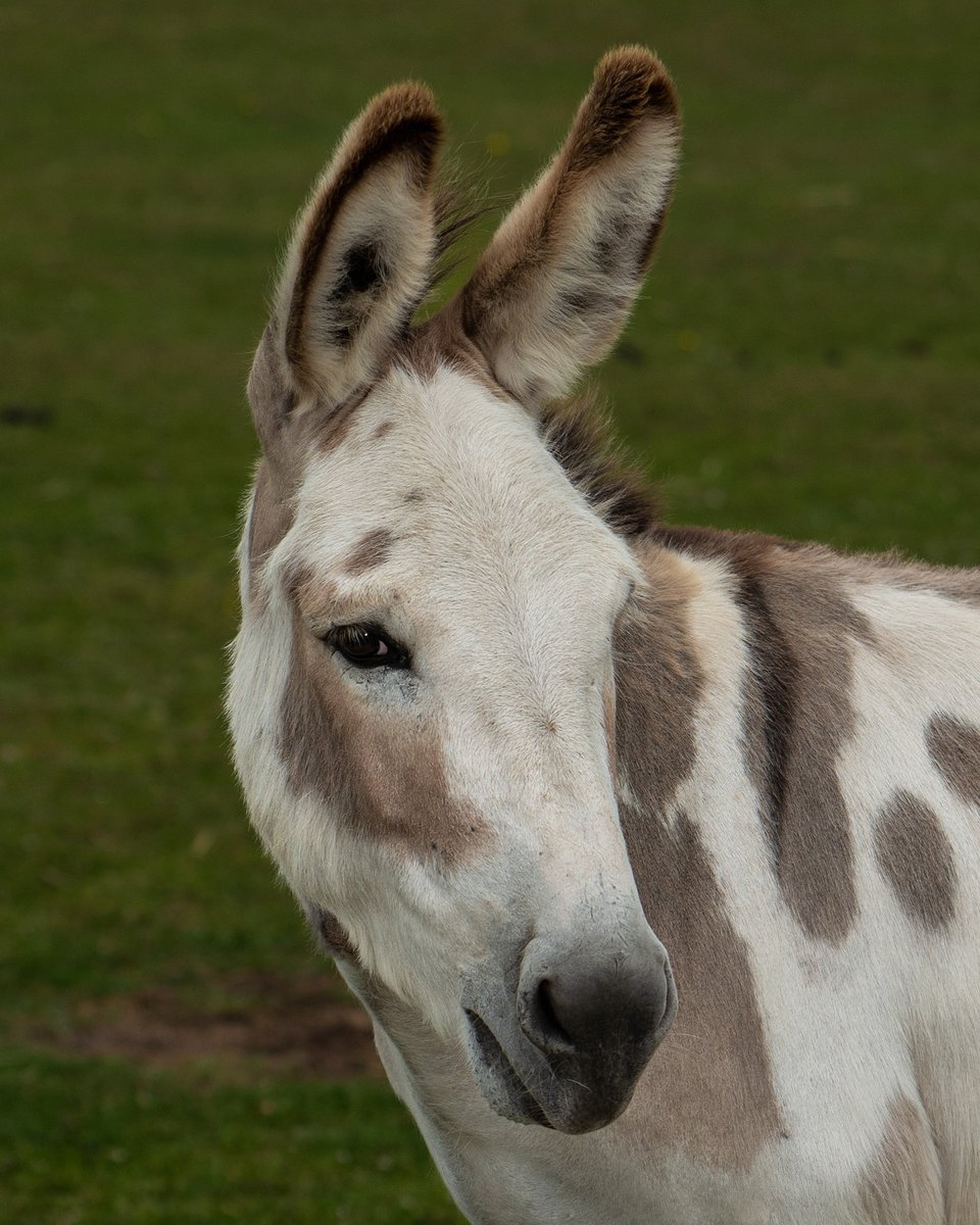 The Donkey Sanctuary on Twitter