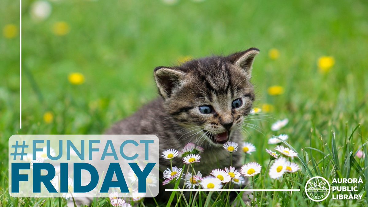 AuroraLibraryCO's tweet photo. It's #FunFactFriday π Words that contain 'meow': meow, meows, meowed, meowing, homeowner, homeowners.
#APLReadingrocks #AuroraColorado #FunFact #FunFacts https://t.co/FwTOCvtZdF