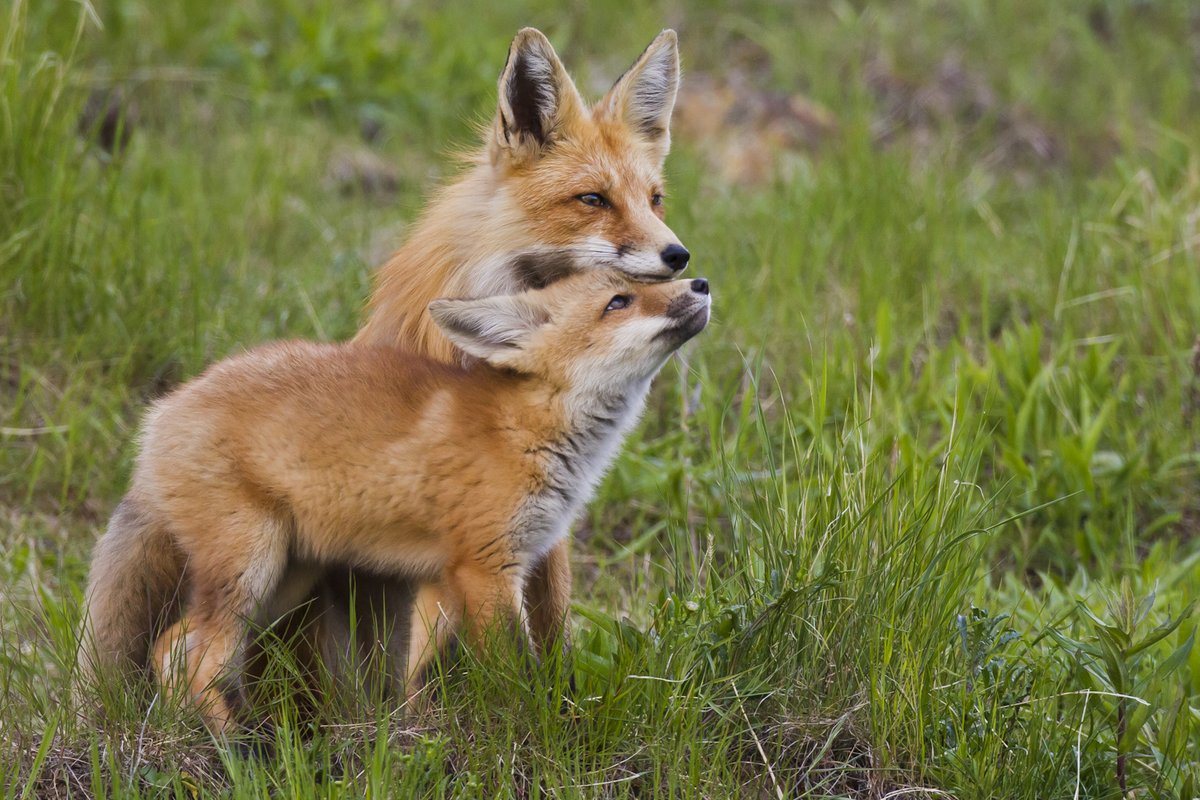HourlyFoxes presents: