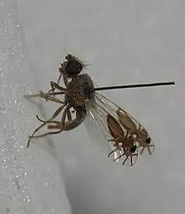sciencegirl's tweet photo. Look at the wings of these flies,

from the genus Goniurellia. Each wing has a detailed image of an ant, when the wings move, the ants appear to walk 

Most of its predators would want to avoid a confrontation with the stings of ants  

📸1) mpergil   📸2) Dr Brigitte Howarth https://t.co/zTef1qhsjk