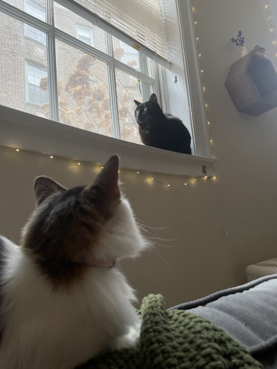 azaliyah_live's tweet photo. Today the cats actually tolerated each other in the same room. Baby steps 😭💕 https://t.co/2Ya7tY7evH