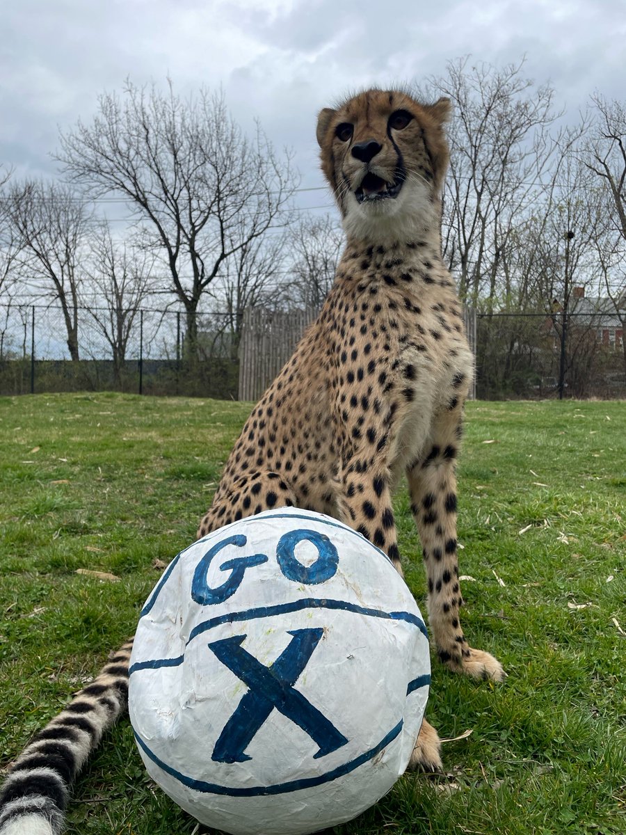 CincinnatiZoo's tweet photo. Rozi the cheetah here to cheer on @XavierU in the #Sweet16! #MarchMadness #LetsGoX 🏀 https://t.co/giBDxNtBie