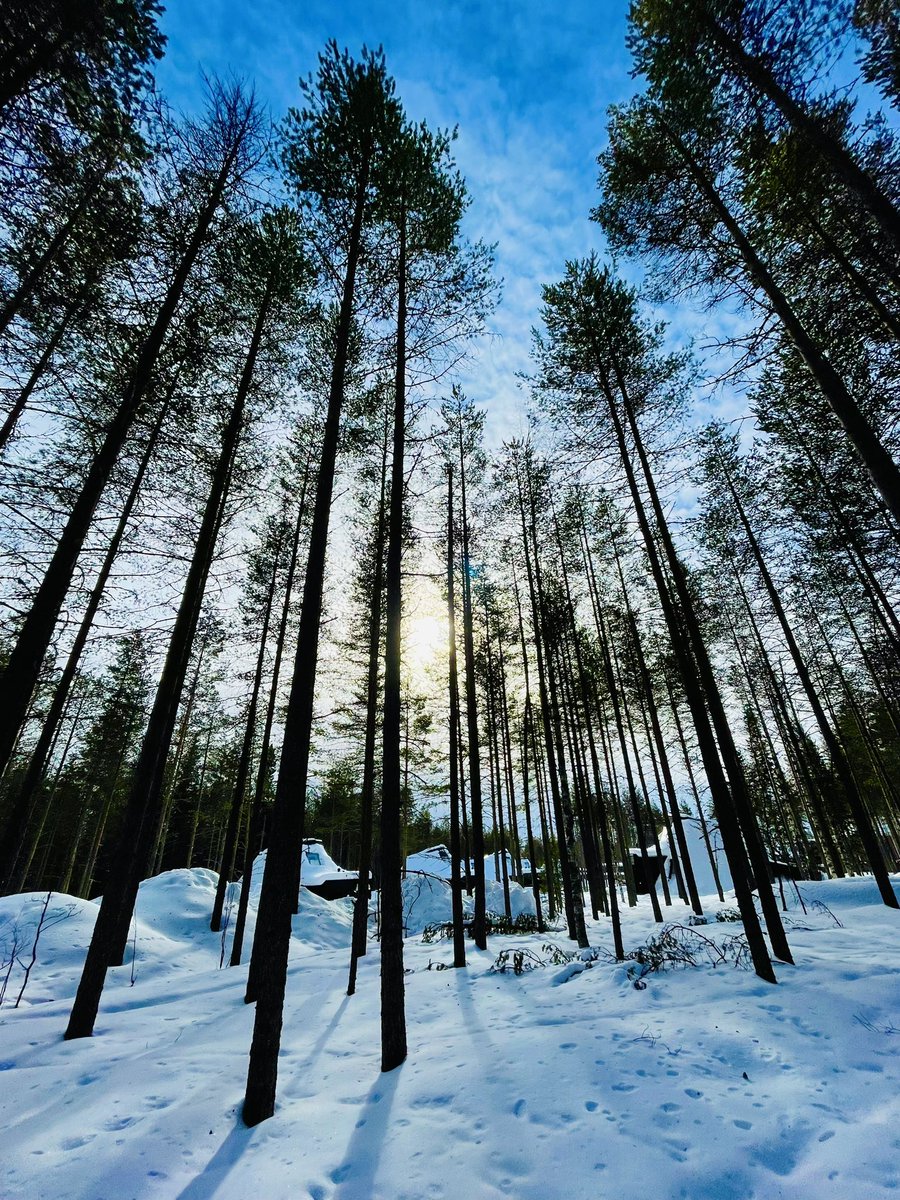 Irene Calboli tweet media