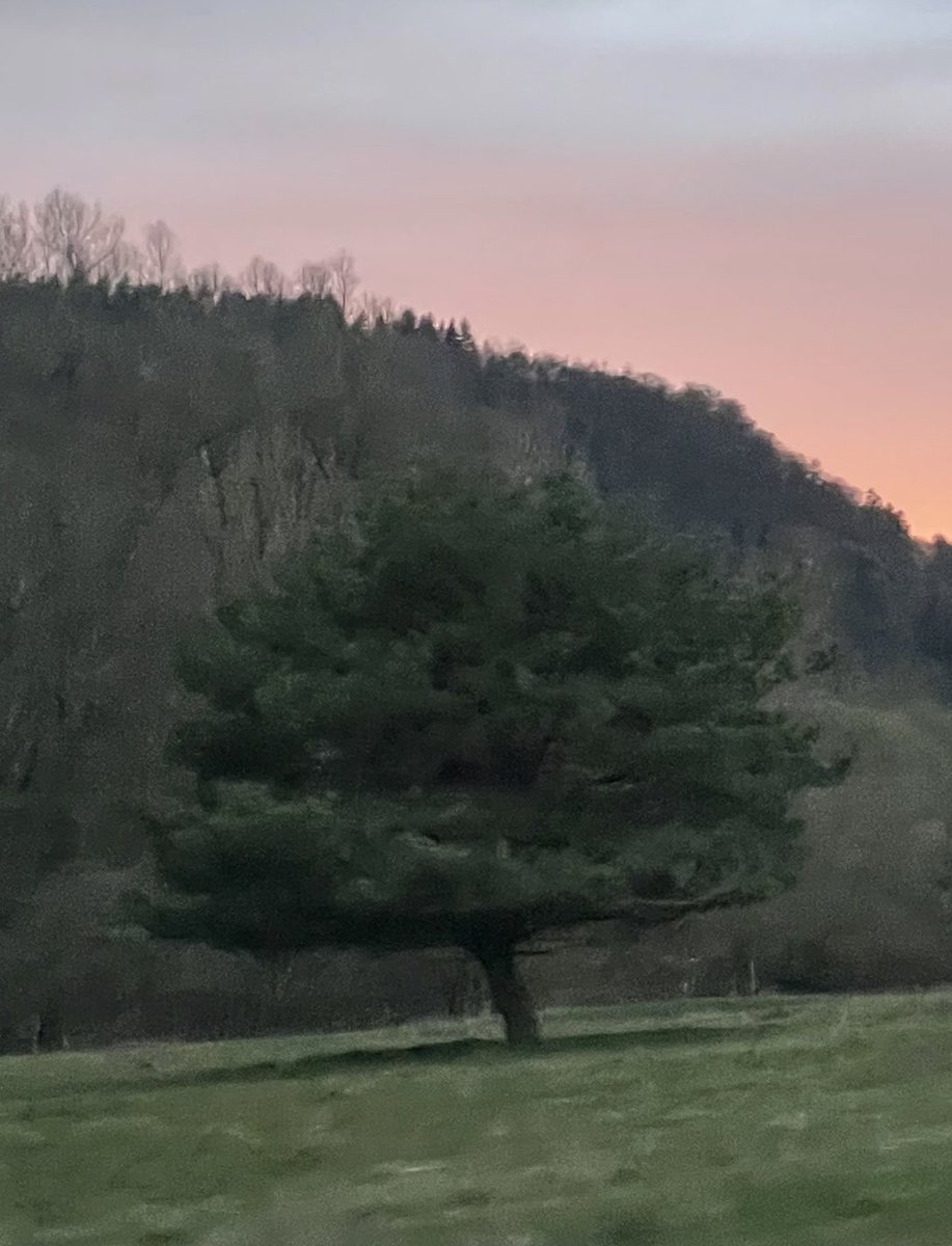 Habt Ehrfurcht vor dem Baum. 
Er ist ein einziges grosses Wunder, 
und euren Vorfahren war er heilig. 
Die Feindschaft gegen den Baum ist ein 
Zeichen der Minderwertigkeit eines Volkes 
und von niederer Gesinnung des einzelnen.

- Alexander von Humboldt