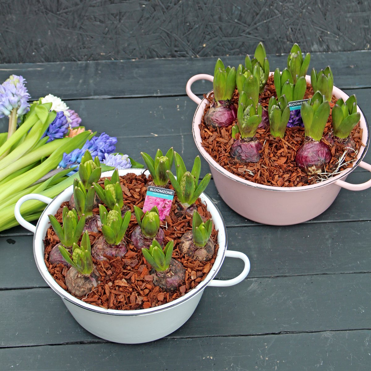 Spring Kitchen Planter

As we're getting closer to Easter, we have two new planters for you, themed with traditional symbols to celebrate the festival of new hope. (Product 2 of 2)

greendoorflorist.com/product/spring…

#greendoorstyle