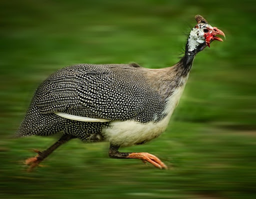 TeeMaxi's tweet image. A short story written in Nigeria....

Attack !!!!                        End of story