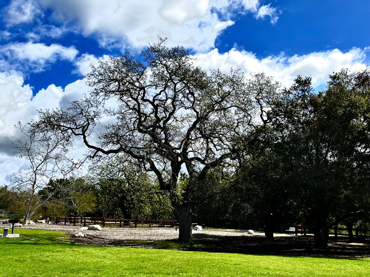 Inaugural tweet for new account as Planning Commissioner. Seemed apropos to feature one of the prettiest places in town, #ConejoCreekNorth. We truly have the most amazing parks and open space/trails anywhere in Southern California. #thousandoaks #conejovalley #conejopix