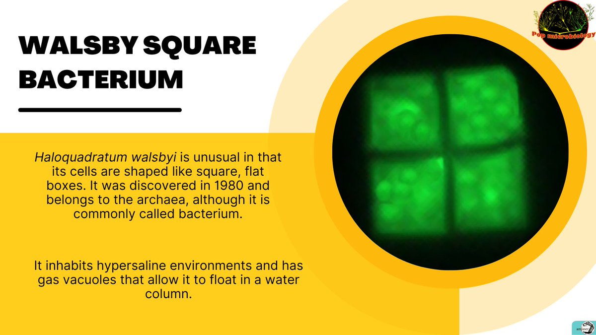 Square-shaped microorganisms? #archaea #dontbeasquare #newform #differentperspective #float #floaton #microbiology #biology #didyouknow #science #research #scicomm #sciencecommunication #stem #womeninscience