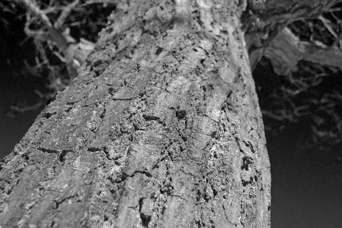 Cayuga Secondary School tweet media