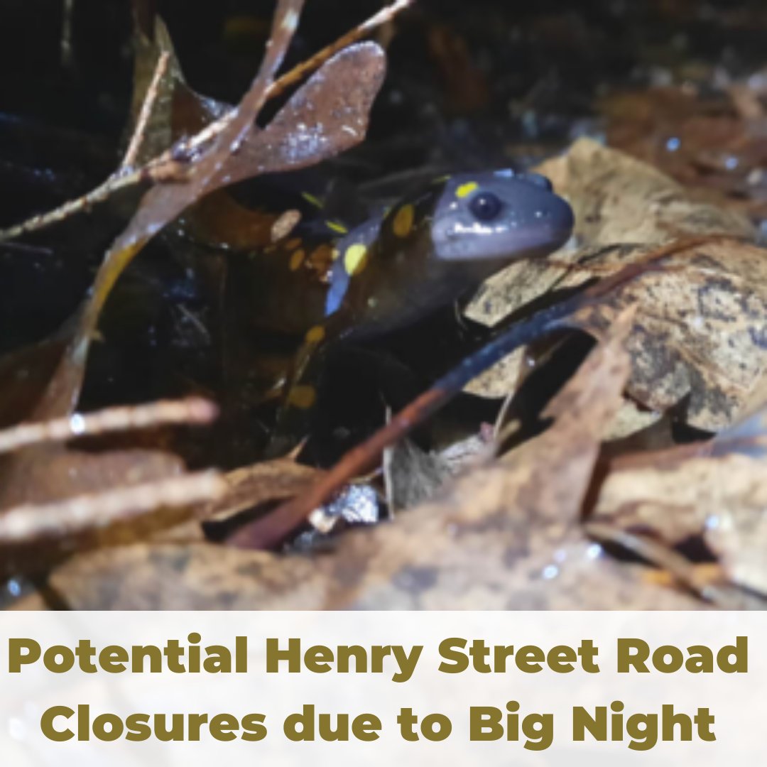 TownOfAmherst's tweet image. The potential of Big Night - salamander crossings, is close #AmherstMA To limit amphibian mortality &amp;amp; keep volunteers safe we may temporarily close a portion of Henry St. on given nights. Digital signage will be posted, full details &amp;amp; learn about Big Night amherstma.gov/CivicAlerts.as…