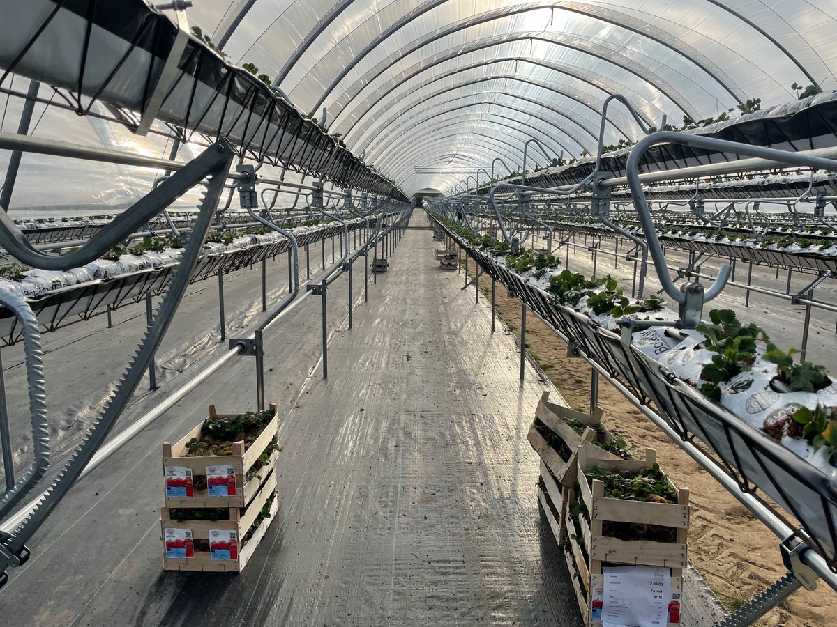NewForestFruit tweet media