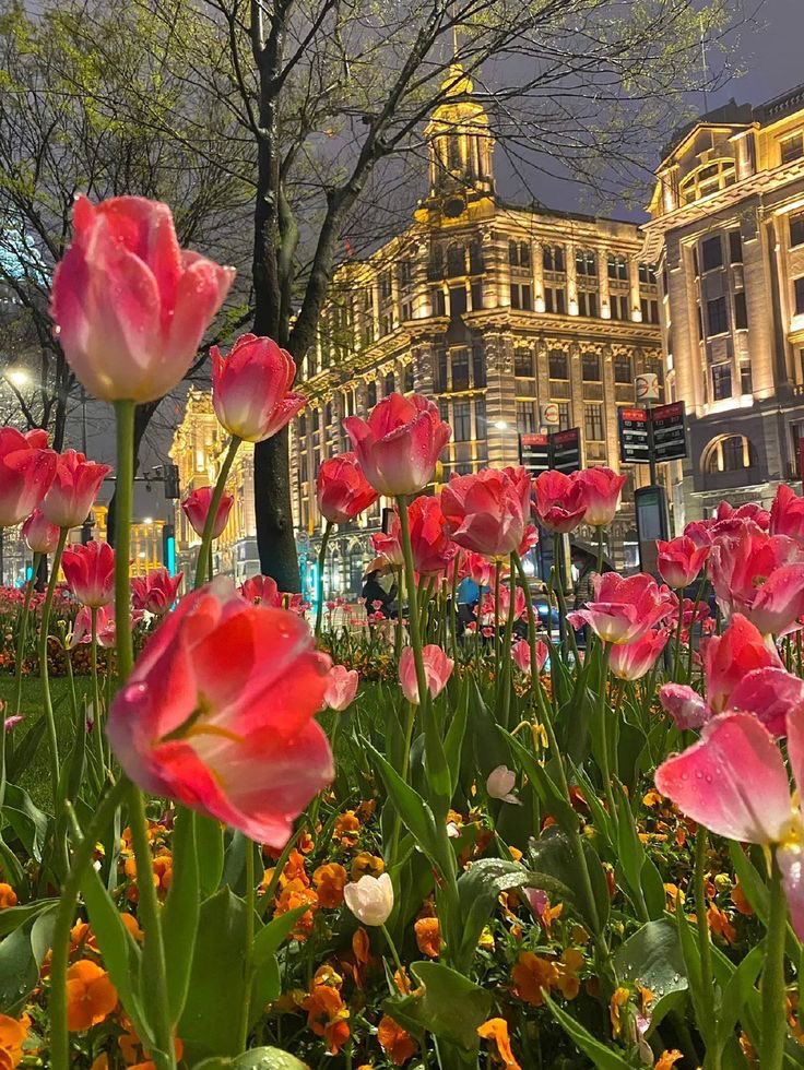 flowers in the city