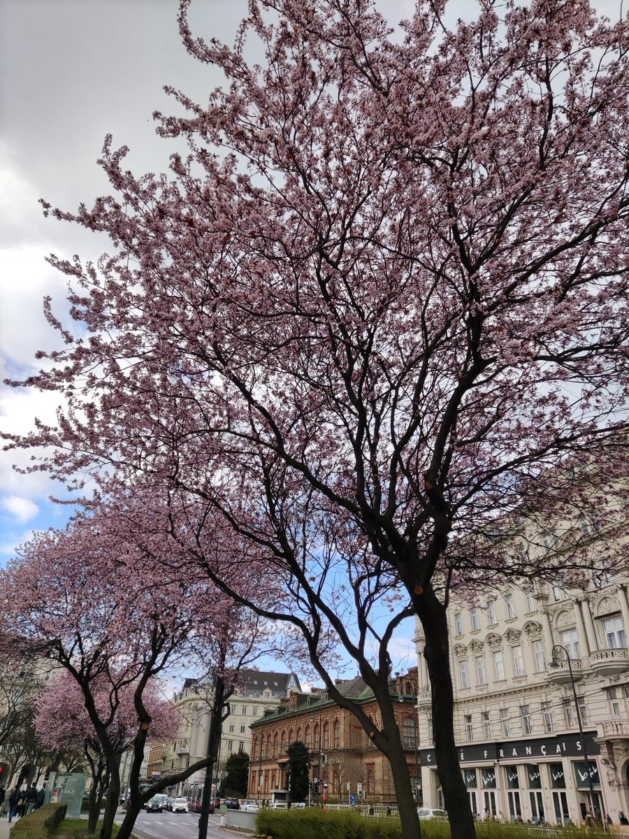 SzabolcsCibi's tweet photo. Have a good weekend enjoy 🥰🙏☮️🌎#photo #spiring #flower #cherryblossom #nature #NaturePhotograhpy #flowerphotography #weekend #outdoor https://t.co/9DI4D8NKbO