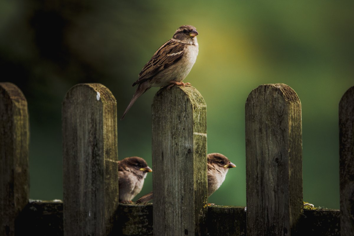 aerolatteHQ's tweet image. The perfect #WeekendProject, find out how to help the birds you've been watching when you drink your morning coffee now #Spring is here! prfr.io/2HpjFqt