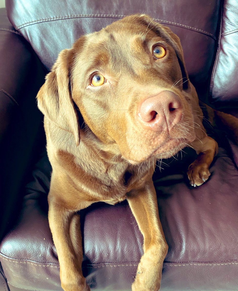 Willow on a Friday waiting for it to be 5 o’clock. 
#chocolatelab #mygirl #isitweekend?
