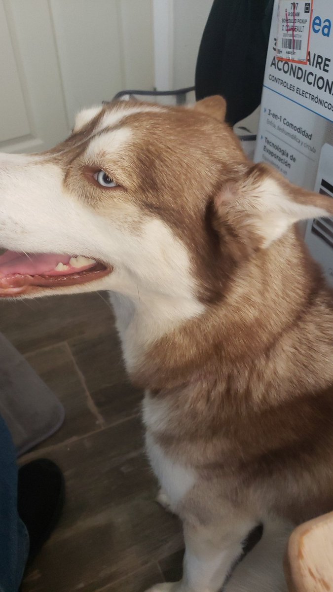 bearforcewon's tweet photo. The dog's appealing to #TwitterCourt, so I need a ruling.
She knocked over the laundry stand & TV stand because she was curious about the washer/dryer being installed.
It's a new house, but I used the sit & stay command before she did it.
What say you internet?
(Her mugshot) https://t.co/7t7Inb2Ks2