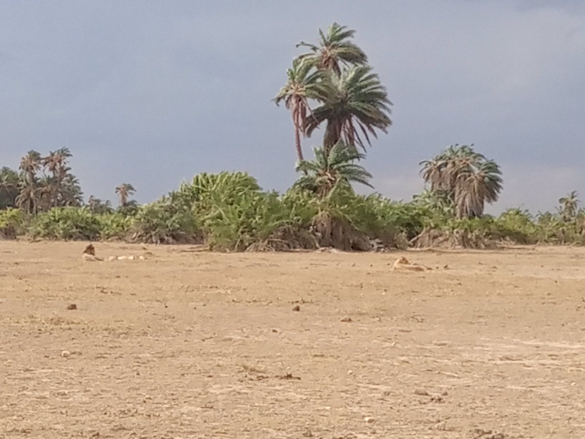 swlacity's tweet photo. if you can spot a lion and two lionesses i am certain sure you do consume carrots , guess the location#AskMeWhyAlex #whyilovekenya #wildlifephotography #tembeakenya #Bigcatsofkenya https://t.co/akoC2zB1LI