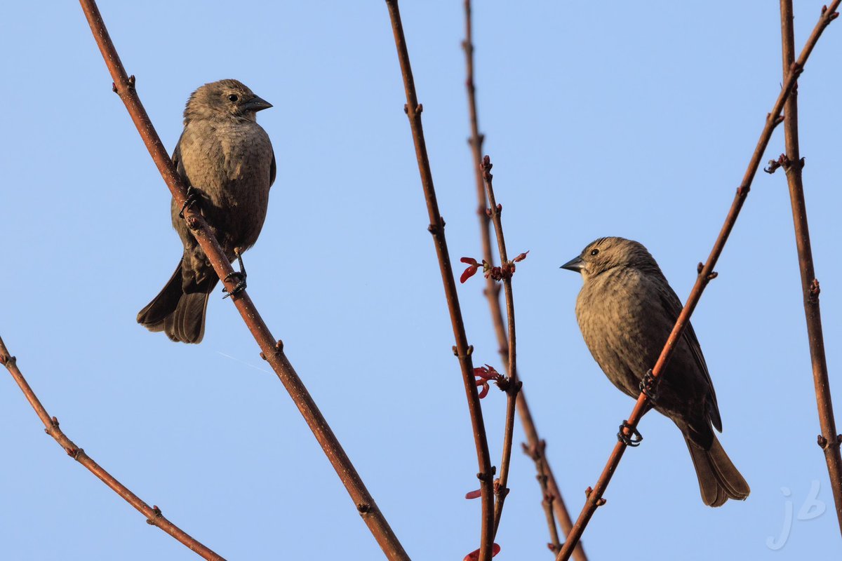 BLVD_DAWG's tweet photo. Female Brown-headed Cowgirl #TwitterNatureCommunity #birding #BirdsSeenIn2023 #birds #birdphotography #BirdTwitter #BIRDER #wildlifephotography #ThePhotoHour #ThingsOutside #birdsofvirginia #brownheadedcowbird https://t.co/FwOGmI4o99