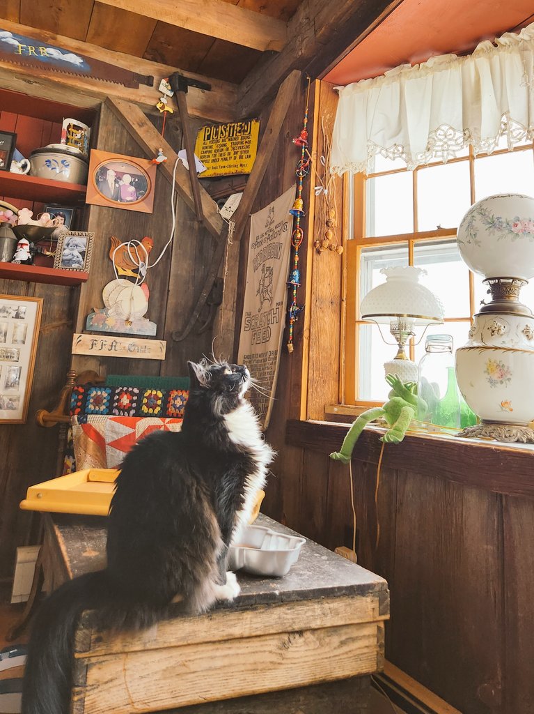 HaggisandNessie's tweet photo. Do you see it? Do you see that ladybug that dared to come inside?!? #Nessie
#BugPatrol #OnTheJob #GotDistracted #DidntGetIt #CatsOfTwitter #AdoptDontShop https://t.co/aOF5ZFUJdO