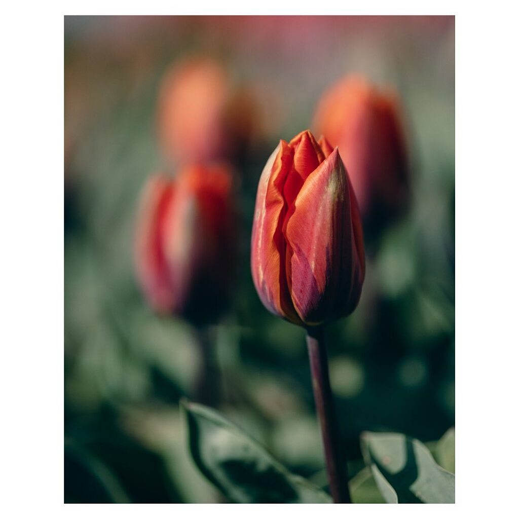 Join us for Glazer’s Garden Event Series this Spring through Fall

Wed Apr 19 | Photographing Tulip Town with Canon

Fri Apr 21 | Photographing Tulip Town with Sigma &amp; Tamron

Sun May 28 | Pacific Bonsai Museum

Sun Oct 15 | Kubota Garden with Canon

Sig… instagr.am/p/CqLqQbcPrBF/