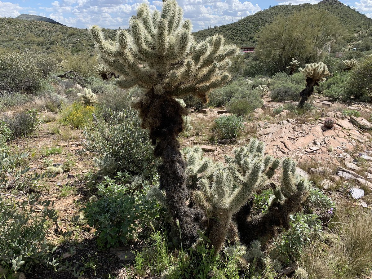 angelicawillard's tweet photo. @hyundaiusa @hyundaimotorgroup.official Thank you for this amazing presentation, explore the desert in Arizona and enjoy the #ioniq6 #electric #green @cityofphoenixaz #exploringthedesert https://t.co/euVBm9p34A