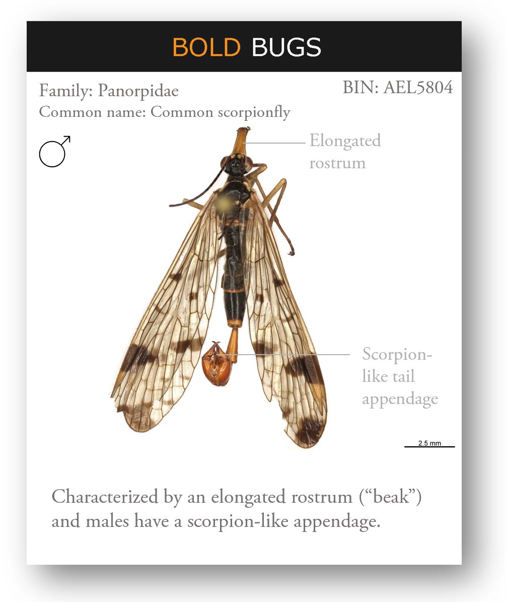CBG_UofG's tweet photo. Here's a rare beauty! Scorpionflies from order #Mecoptera are seldom seen, but we found this one in #Georgia. This is a male from the family #Panorpidae with a scorpion-like appendage. Despite their appearance, they do not sting or bite. #BIOSCAN https://t.co/feUvn4rzFc