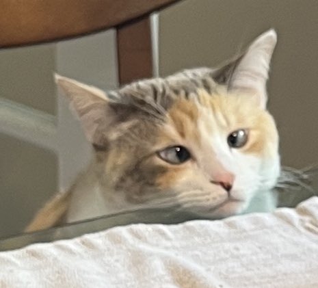 Panko A. Cat’s Mom (@fatfatpankocat) on Twitter photo 