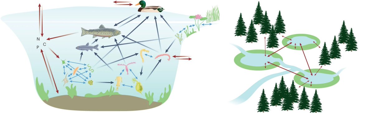 I make a case for the use of lakes and ponds as model systems for understanding the biological impacts of global change @NatureClimate doi.org/10.1038/s41558… Quick read with free access at rdcu.be/c8jSU