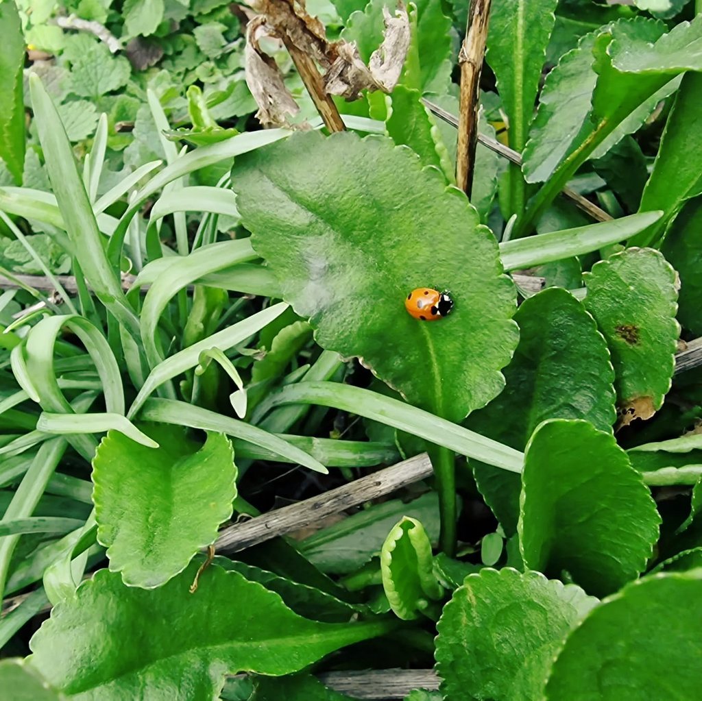 BailPreschool's tweet photo. We absolutely love being outside in our little garden. We managed to squeeze in a whole 20 minutes before the rain started! 

We spotted some beautiful purple flowers and even a ladybird 🐞 

#bailgatepreschool #bailgatebees #outdoorlearning #lincolnuk  #earlyyears https://t.co/EG7ehOinXz