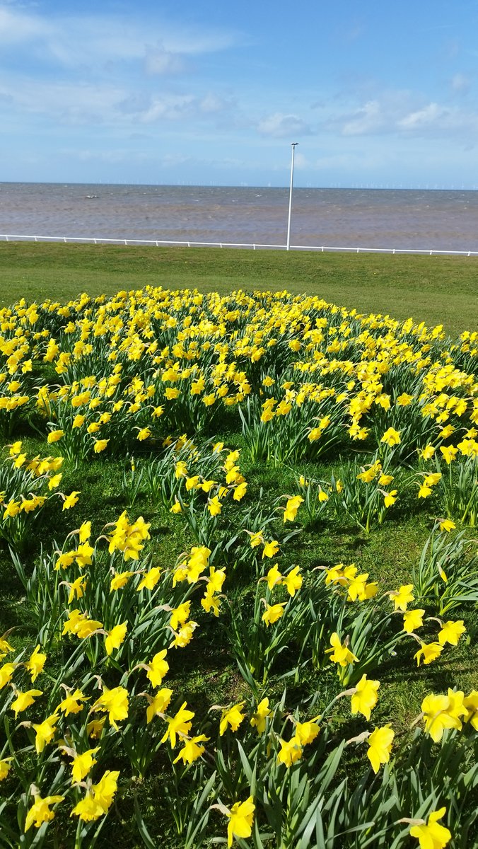 ShaunFarrelly's tweet photo. Welsh daffodils battling against the strong winds

#Daffodil #Daffodils #Rhyl #Denbighshire #NorthWales #Seaside #Wind #Windy #SlowMotion #SlowMo #SlowMoVideo #SlowMotionVideo https://t.co/808g7oqDfH