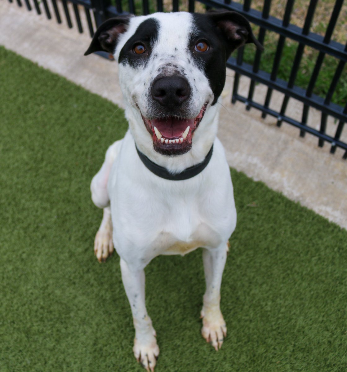 kshumanesociety's tweet photo. Patches loves to figure out new ways to stretch our creativity! 💗 She has become quite the escape artist by figuring out how to open our suite doors 😅 We are giving her lots of walks and all the love! #AdoptICT
Patches: https://t.co/EbMLpXUiTK https://t.co/TrDuvzQ6Y7