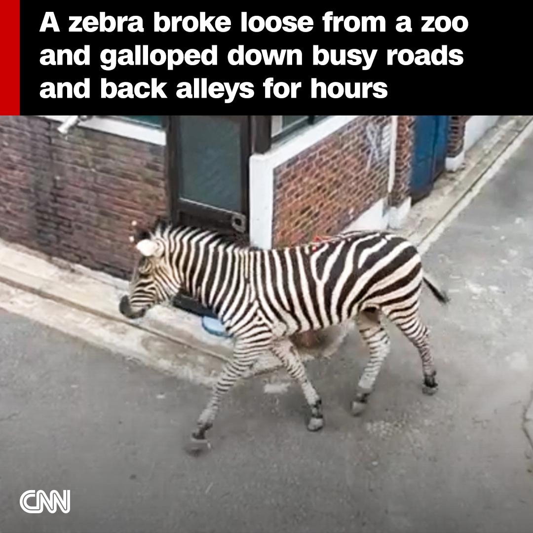 A rebellious zebra named Sero escaped from a zoo and took zookeepers ...