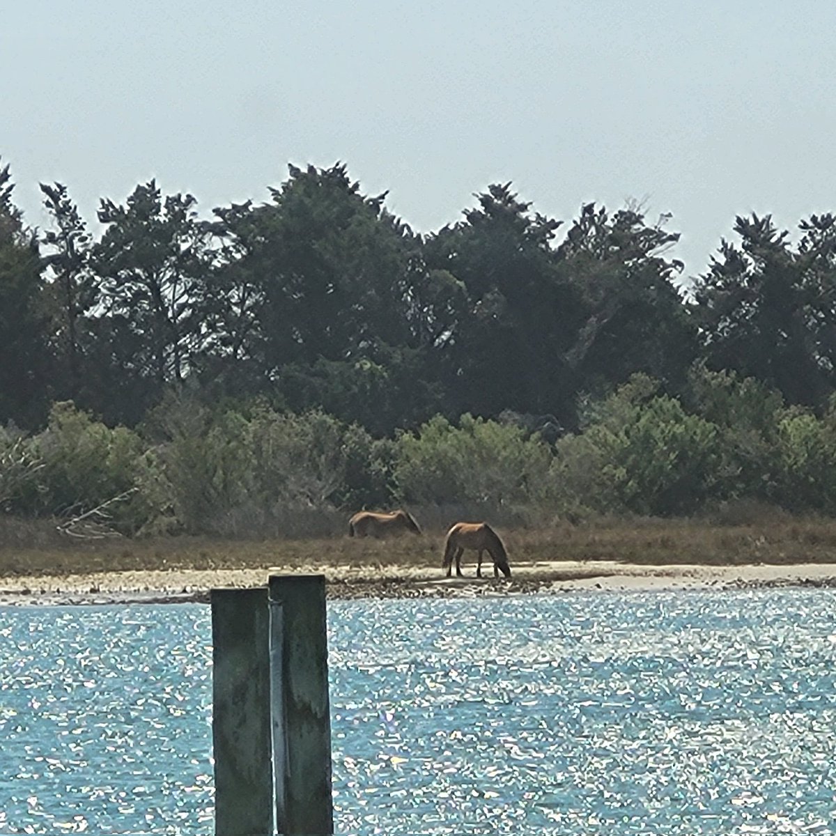 My lunch dates today... #ENC #wildhorses #picnic