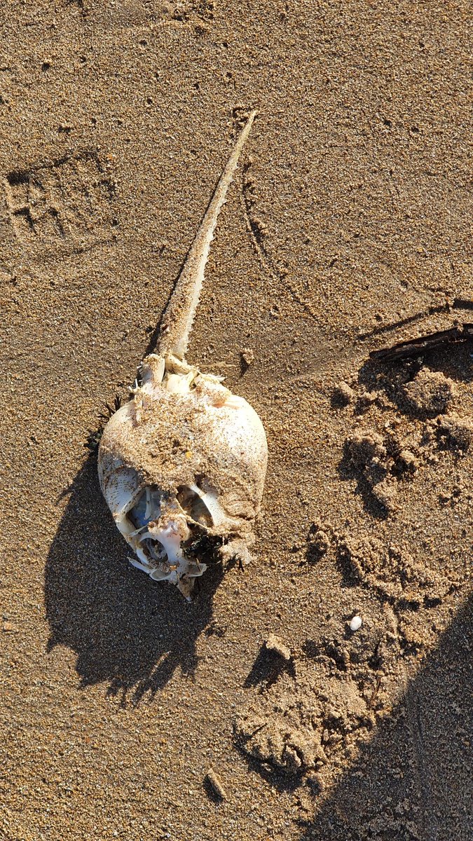 This is what we found last time we were there. 🤮🤮🤮🤮