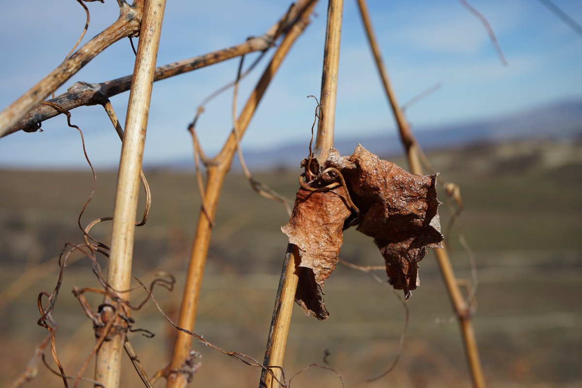 A close up look at the vineyard shows us remnants of the past year; the last leaves are crispy and barely hanging on. The vineyard will soon begin to burst with green growth for the new season.

#winter #vineyard  #season #growth #grapevine #closeup #thedalles #threemilevineyard