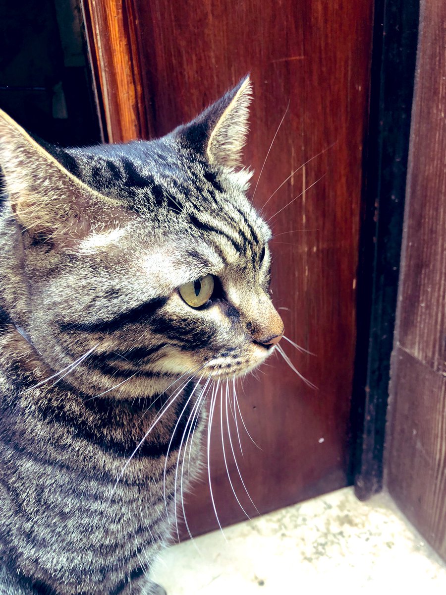 MirtaBaratto's tweet photo. Sandrone #catsofvenice #dorsoduro #shopcats #venezia #venive https://t.co/XzsAqlf72r