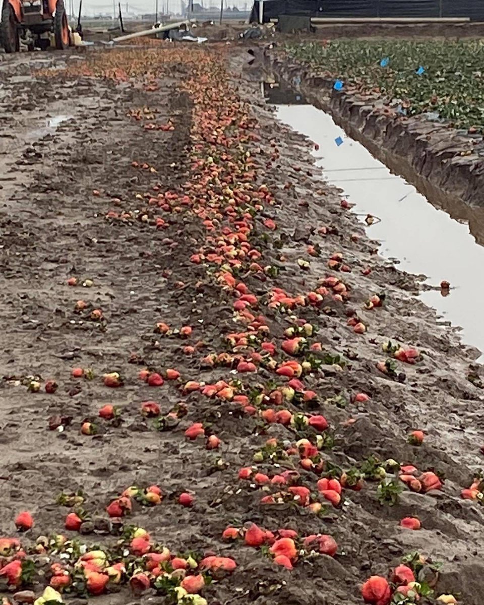 UFWupdates's tweet photo. This time of year is usually peak strawberry season in Oxnard CA. Workers usually work piece rate and make up for winter months that ate into their savings.  This year  many are out of work &amp; those who work labor less hours for min. wage because berries are damaged. #WeFeedYou https://t.co/Wdti0SOOf9