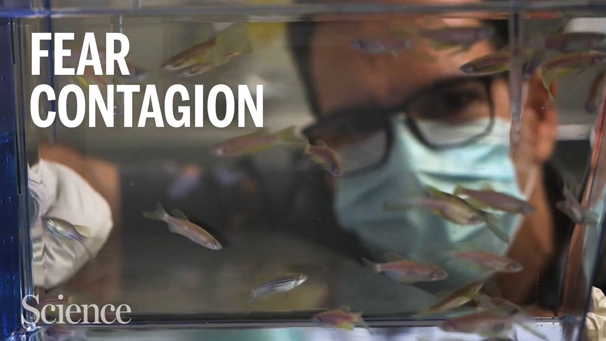 🚨📽️🚨📽️ Excited to share my new video made for <a href="/ScienceMagazine/">Science Magazine</a> - A study profile feat. <a href="/ibukuneuro/">Ibukun Akinrinade</a>,  a sprinkling of "love hormones", vintage cartoons,  mutant Zebrafish, and a huge dose of contagious fear.  Special thanks to <a href="/mclean_ka/">Kevin McLean</a> and <a href="/mhc205/">Meagan Cantwell</a> . youtube.com/watch?v=kBBrWB…