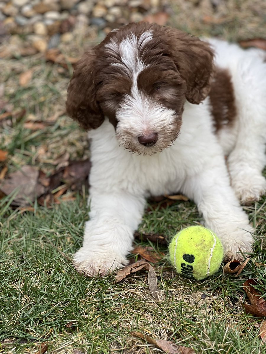 DavisJennil's tweet photo. @getspotcovered Junebug🐶 https://t.co/h7w4FW98D5