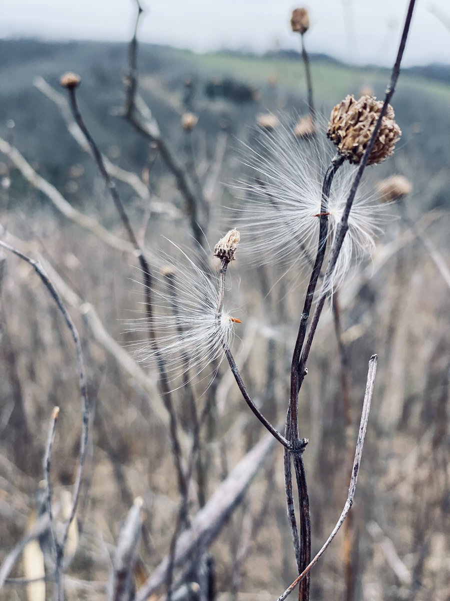 NatashaSwartley's tweet photo. Fave pieces of my run today… #btr100 #ultratraining #100orbust #runchat @UltraRunnerPod @TrailLive @ultrasignup https://t.co/9PJPNgAmaC