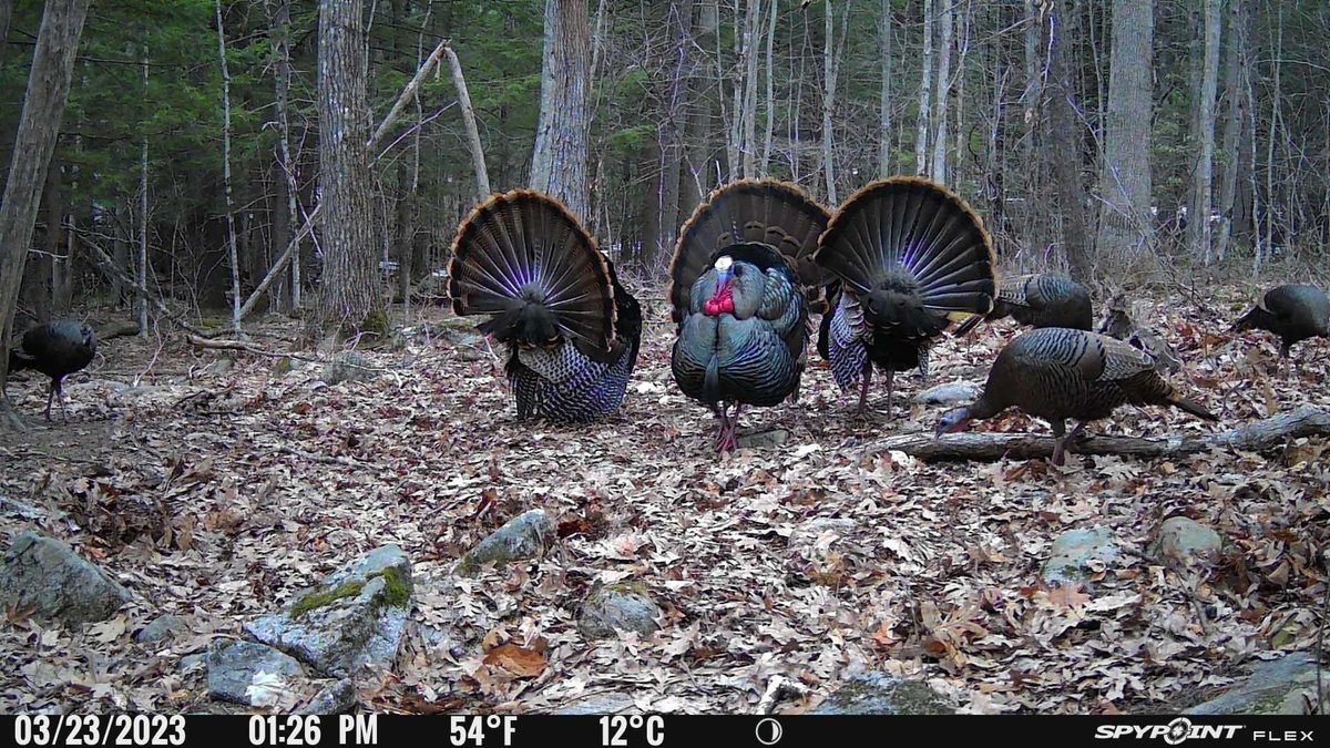 SpypointCamera's tweet photo. When your season doesn’t begin until May but you get these photos. 
.
From prostaffer David Tyler 
.
.
.
#spypoint #spypointflex #turkeyseason https://t.co/aWtHaUQvOm