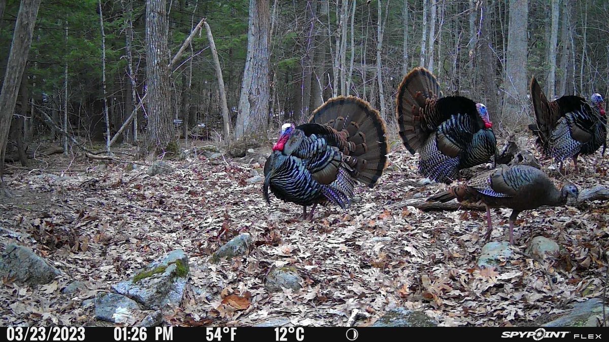 SpypointCamera's tweet photo. When your season doesn’t begin until May but you get these photos. 
.
From prostaffer David Tyler 
.
.
.
#spypoint #spypointflex #turkeyseason https://t.co/aWtHaUQvOm