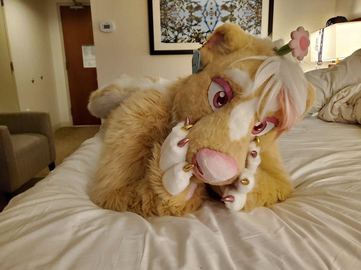 pic from ANE 2023, I'm in my skunk suit (tan fur with white stripes/ belly/ hair and pink accents). laying facing down on my hotel bed and looking at the camera with my snout in my hands