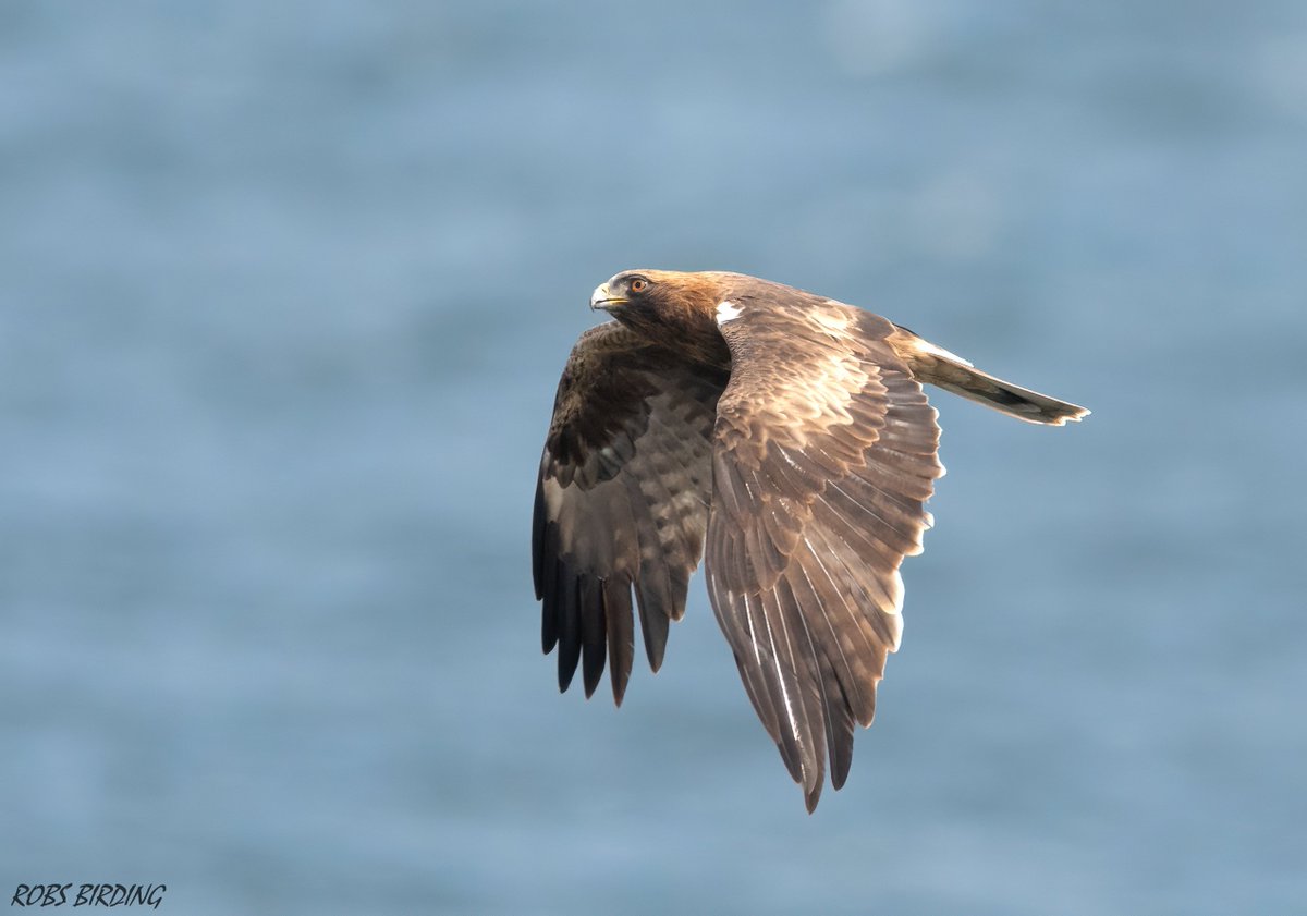 Robert Perez (@robbieaperez) on Twitter photo 2023-03-24 20:21:51 Booted eagle (Hieraaetus pennatus) dark morph arriving at Europa point Gibraltar 24-03-23. #Gibraltar #BirdsSeenIn2023 @gonhsgib @BirdingRasta @GibraltarBirds @_BTO @ThinkingGreenGI @Natures_Voice #TwitterNatureCommunity @WildlifeMag @GibReserve #Birdmigation Booted eagle (Hieraaetus pennatus) dark morph arriving at Europa point Gibraltar 24-03-23. #Gibraltar #BirdsSeenIn2023 @gonhsgib @BirdingRasta @GibraltarBirds @_BTO @ThinkingGreenGI @Natures_Voice #TwitterNatureCommunity @WildlifeMag @GibReserve #Birdmigation