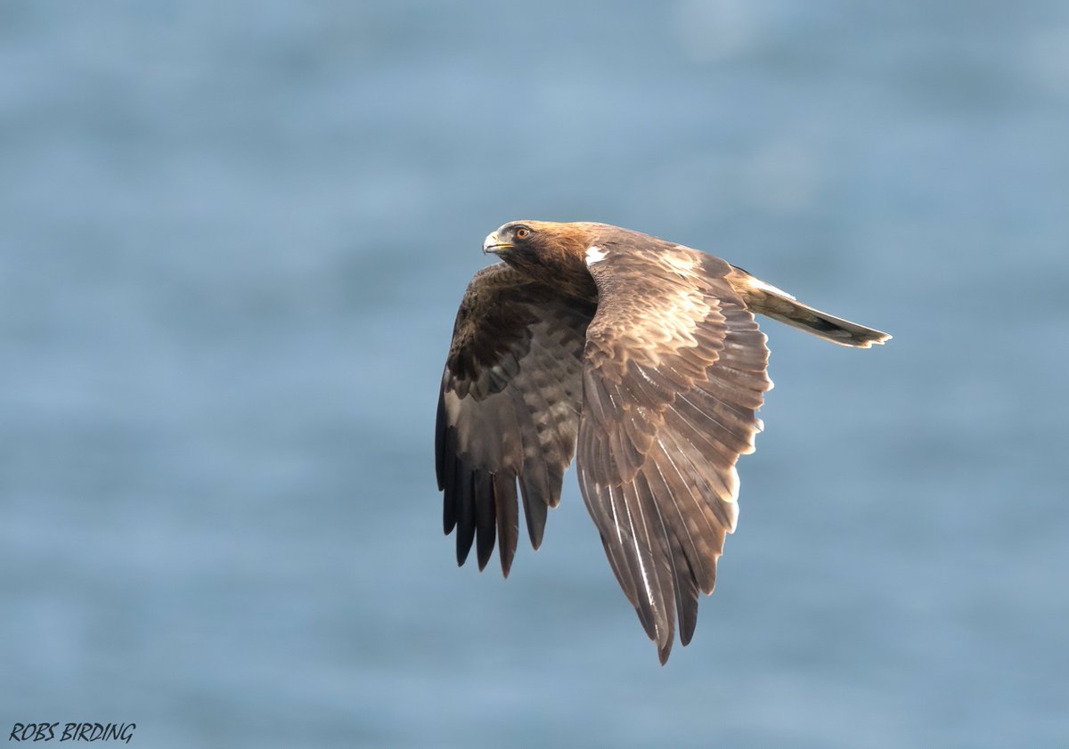 Booted eagle (Hieraaetus pennatus) dark morph arriving at Europa point Gibraltar 24-03-23. #Gibraltar #BirdsSeenIn2023 @gonhsgib @BirdingRasta @GibraltarBirds @_BTO @ThinkingGreenGI @Natures_Voice #TwitterNatureCommunity @WildlifeMag @GibReserve #Birdmigation